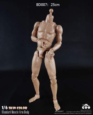 COOMODEL - Standard Muscle Arm Body with Skin Color (BD007)