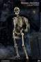 COO Model - The Human Skeleton (Diecast Alloy)